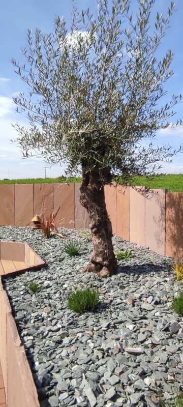 busson paysagiste vitré aménagement arbres arbustes végétaux (13)